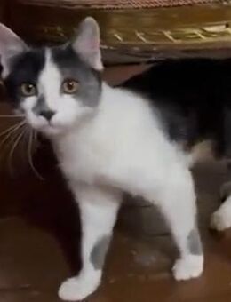 Kleiner Miro sucht ein Zuhause - Esslingen (Neckar)