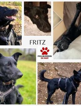 Fritz / Kari Mischling Rüde verträglich - Margetshöchheim