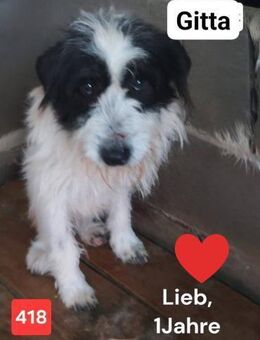 Gitta - lieb und schmusebedürftig - Willich