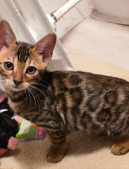 Bengal Katerkitten - Braunschweig