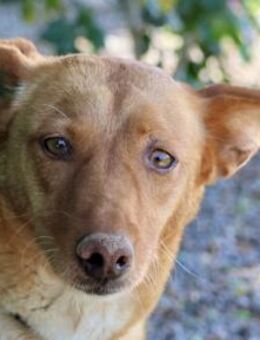 Coral, menschenbezogen, loyal, offen - Westerholt