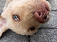 Labrador Welpen Reinrassig mit Abstammungsurkunde - Niesky Zentrum