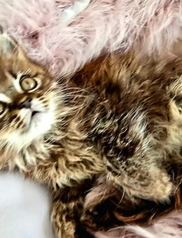 Kuschelige Perser Kitten ab August umzugsbereit - Scharbeutz