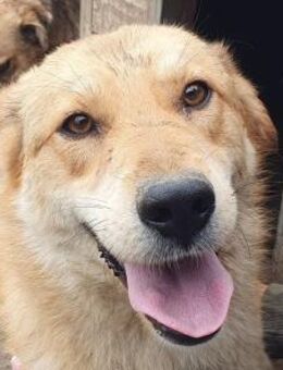 NAEMI-goldfarbene Hündin, 53 cm - Rösrath