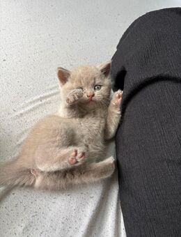 Britisch Kurzhaar Kitten - Bad Dürrheim Zentrum