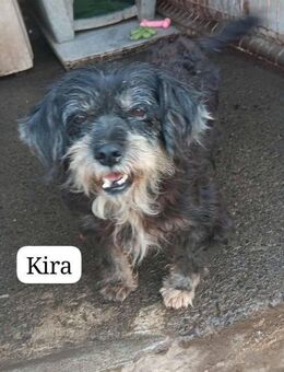 Kira - Talkau