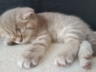 BKH Kitten Tabby (ab Ende Juli - September herzugeben) - Aystetten