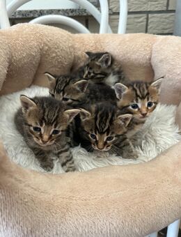 Katzenbabys - Paderborn
