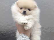 Pomeranian Boo Welpen - Sindelfingen
