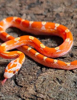Hypo Toffee Blood Motley Pied - Schwelm