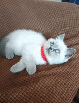 Reinrassige BKH Kitten blue Point - Erkrath (Fundort des Neanderthalers)