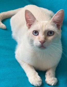 ❄️ Zauberhafter Kater Snow ❄️ - Eislingen (Fils)