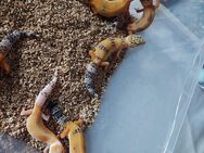 Leopardgecko Babys Weibchen - Berlin