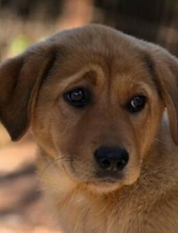 Maya - allein mit ihrer Schwester - Mettmann