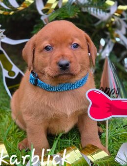 Labrador Welpen in der Farbe foxred vom Züchter - Obrigheim