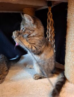 Katzen Maine Coon Mix W - Renchen