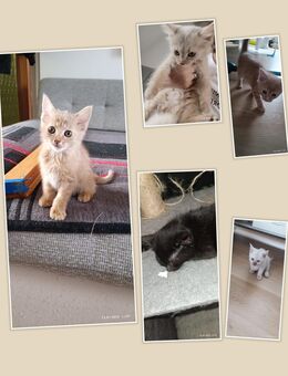 Main coone Mix katzenbabys - Oberhausen