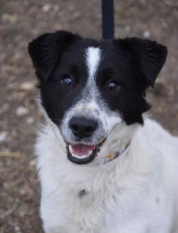 Boris - freundlich & charmant - Lohmar