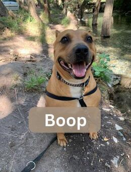 BOOP, m., kastr., Staff-Mix, ca. 45 cm - Sipplingen