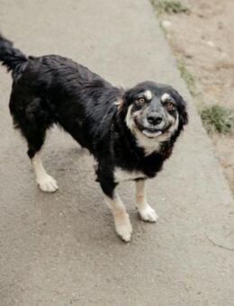 Liebenswerte, ausgeglichene Tonga - Kallmünz