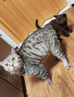 Kitten BKH Baby reinrassig - Augsburg