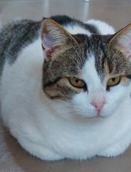 Gemütliche Frida sucht ihr Traumzuhause - Bergkirchen