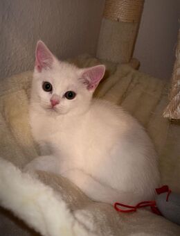britisch kurzhaar kitten - Kressbronn (Bodensee)