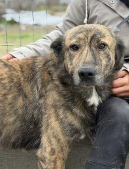 Maikan von kettenlos - Bollingstedt