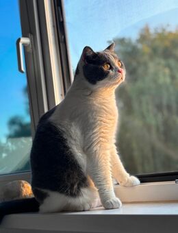 Bkh Kater - Duisburg