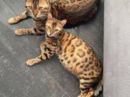 Suchen neues liebevolles Zuhause für 2 Bengalkatzen - Schwäbisch Gmünd