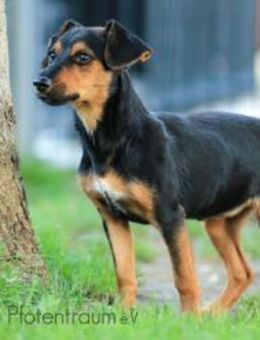 TINKY - klein, freundlich, verträglich - Linden (Hessen)