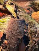 Argentinische Waldschaben in 66636