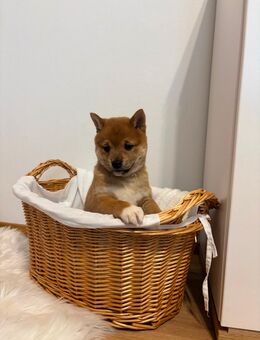 Reinrassige Shiba-Inu-Welpen - Viernheim
