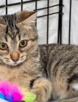 Boris - Schmusekater sucht Wohlfühloase - Bad Camberg