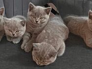 Zauberhafte BKH-Kitten Blue & Lilac, noch drei kleine Herzen frei. - Wiesbaden Kloppenheim