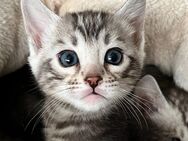 Bengal kitten Silber Kater 13 Wochen Abgabebereit - Dortmund