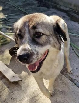Luna sucht Dich - Langenhagen