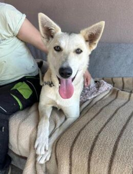 Vera 💗 menschenbezogene Husky-Dame - Hamburg