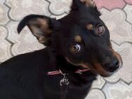 Emma sucht ein liebevolles Zuhause - München