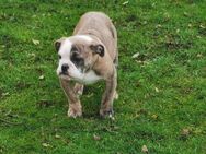 Old english Bulldog Rüde - Heuerßen