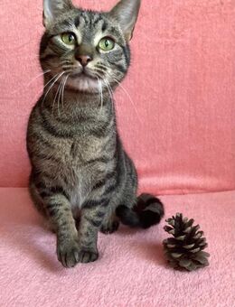 🌟 Tapferer Kater Malo 🌟NOTFALL - Eislingen (Fils)