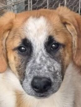 MIRCO-hübscher, aufgeschlossener J.-Rüde - Rösrath