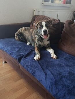 Hundesdame sucht ein neues Zuhause - Cottbus