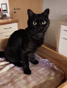 Sibirische Waldkatze BKH Mix Kater - Michelau (Oberfranken)
