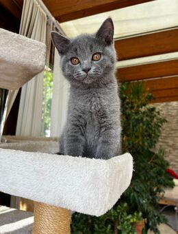 Bkh kitten - Willich