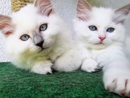 2 Bildhübsche Ragdoll Katern suchen ab 24.05 ein liebevolles Zuhause auf Lebenszeit - Essen