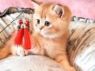 Sehr süße Bkh kitten - Forchheim (Bayern)