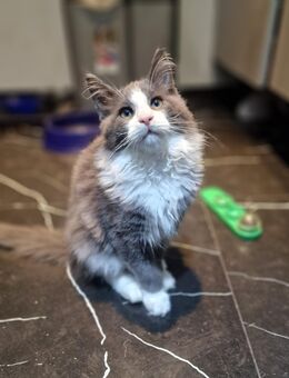 Maincoon Reinrassig XXL Kater - Dittweiler