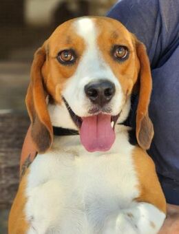 Buddy der verschmuste und aktive Beagle - Schnarup-Thumby