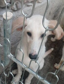 BOB 💙💙💙 intelligenter Hundejunge - Bad Karlshafen